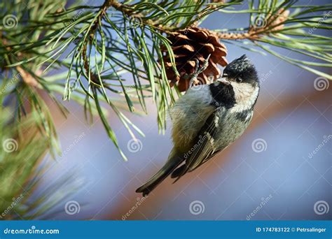 cole tits|Coal Tit